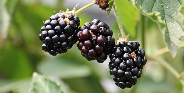 Brombeeren Bild: Pixabay.com