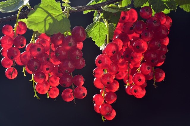 Rote Johannisbeeren Bild:Pixabay.com