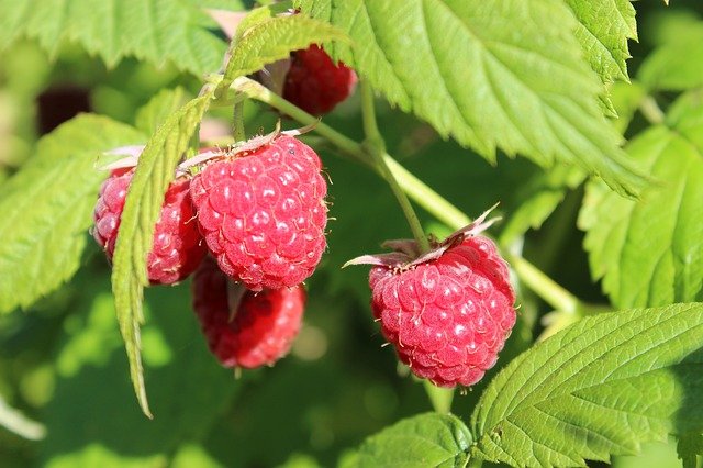 Himbeeren Bild:Pixabay.com