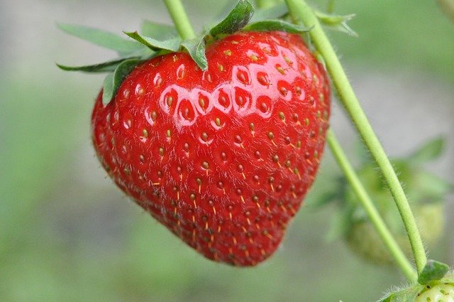 Erdbeeren Bild:Pixabay.com