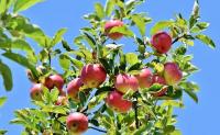 Der Obstgarten - Sortenwissen