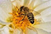 Was man als Hobbygärtner für Bienen tun kann