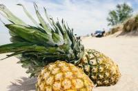 Ananas selbst vermehren