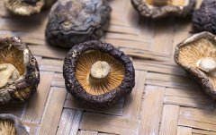 Shiitake Pilze